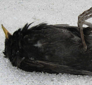 RED KETTLE PREMIERE LOVER’S DUST