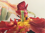 BOTANICAL WATERCOLOUR PAINTING- WORKSHOP