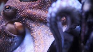 FILM – TO TRAIN THE WHOLE BODY AS A TONGUE