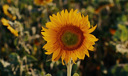 CENTRAL CINEMA PRESENTS: LE BONHEUR, AKA HAPPINESS