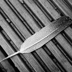 WORDS OF A FEATHER – SCWBI IRELAND SOCIAL (SOUTHEAST)